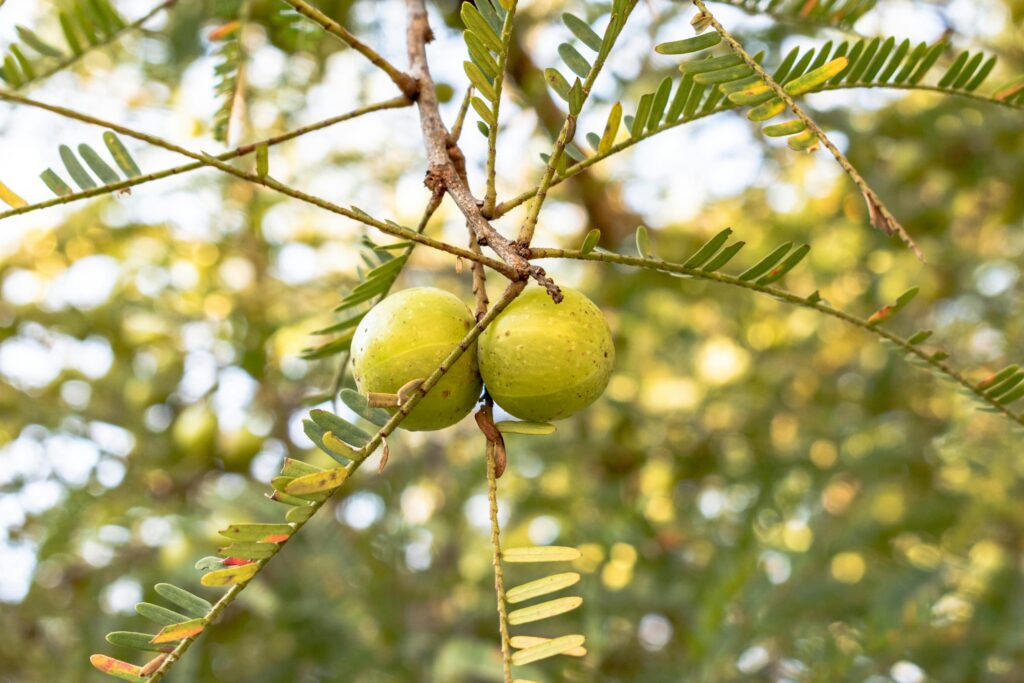 Amla (Indian Gooseberry)